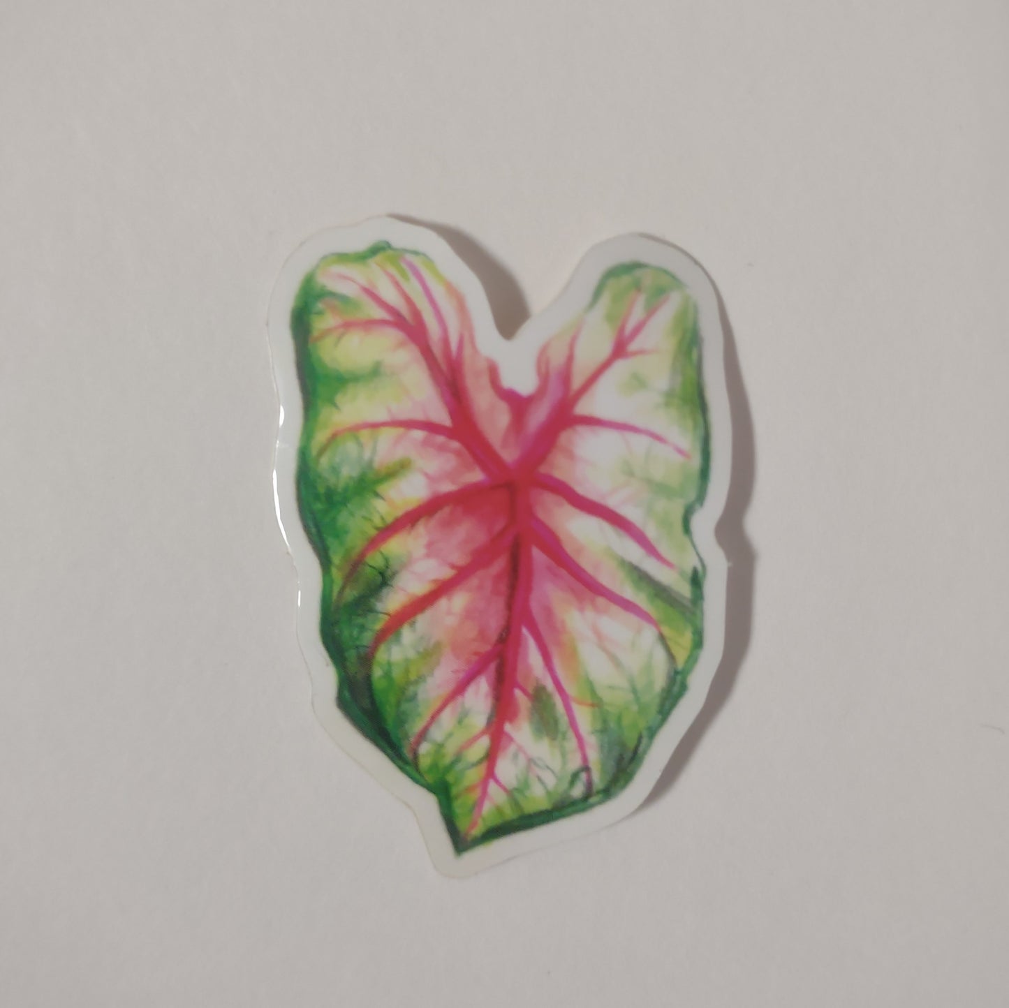 Caladium sticker